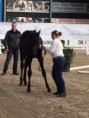 /album/showing-paardendressuur-te-kieldrecht/img-2183-jpg/