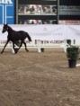 /album/showing-paardendressuur-te-kieldrecht/img-2197-jpg/